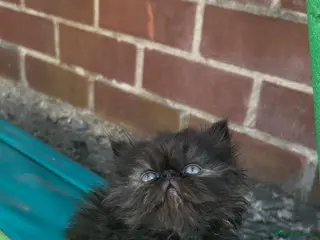 Persian cats Persian kittens looking for their forever home - Advert 3