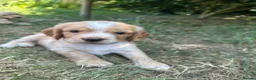 Sprocker dogs for sale: 🐾 Beautiful Sprocker Spaniel Puppies 🐾 in Barnstaple - Advert 6