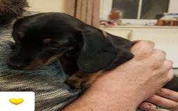 Dachshund dogs for sale: READY NOW Dachshund Puppies - Image 30