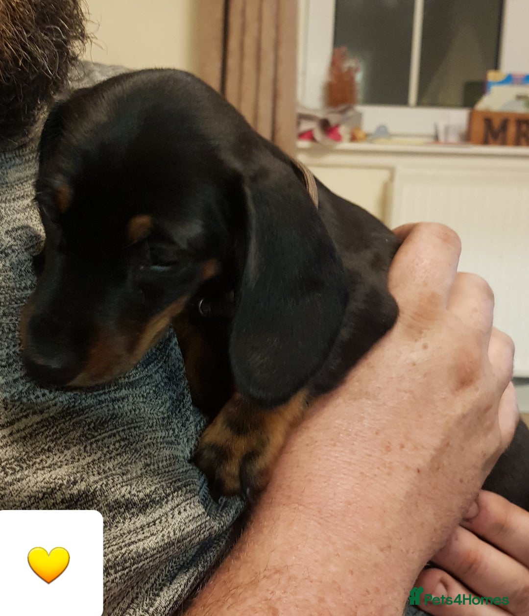 Dachshund dogs for sale: READY NOW Dachshund Puppies - Image 30