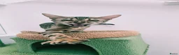 Bengal cats for sale:  female pure bengal  - Advert 6
