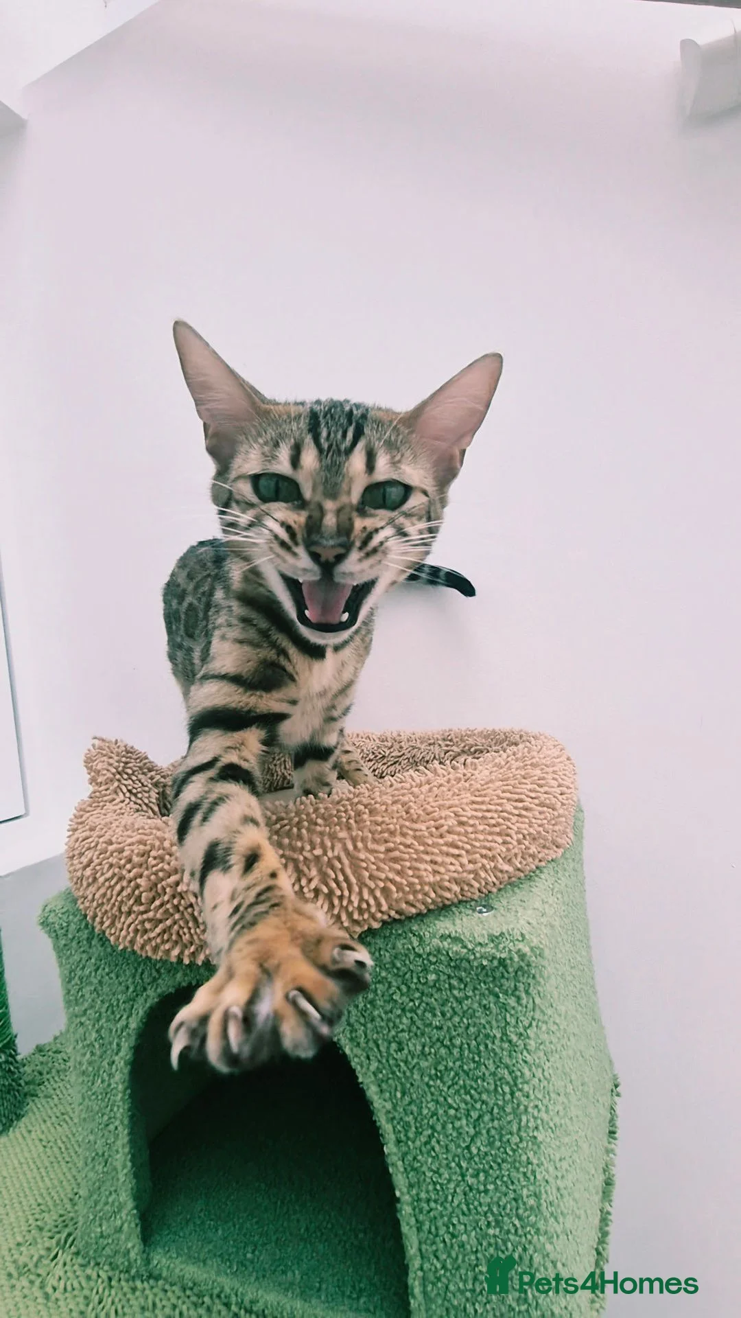 Bengal cats for sale:  female pure bengal  - Advert 6