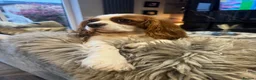 Cavalier King Charles Spaniel dogs for sale: Cavalier King Charles Spaniel KC Puppies - Advert 11
