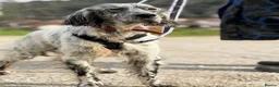 English Setter dogs for adoption: Iru   - Advert 6