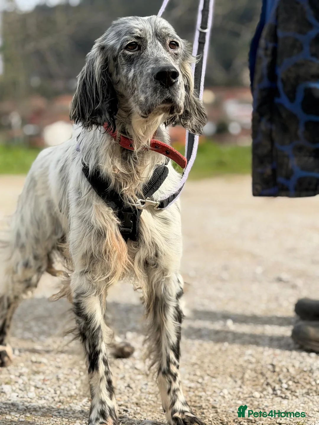 English Setter dogs for adoption: Iru   - Advert 6