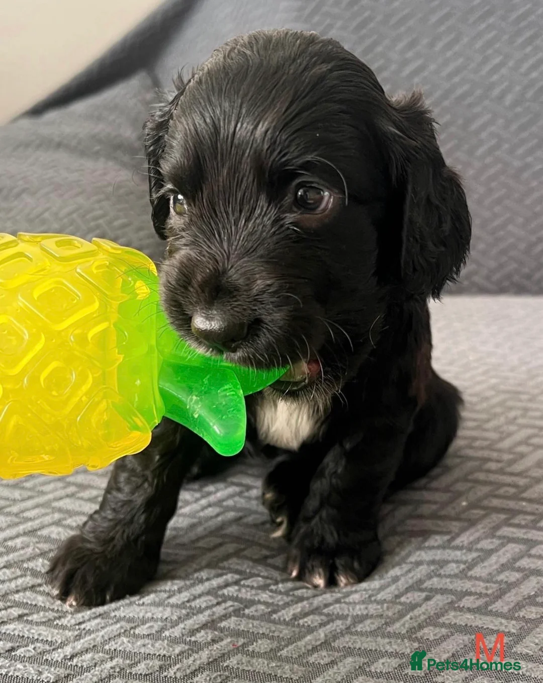 Sprocker dogs for sale: Beautiful sprocker puppies  in Poole - Advert 2