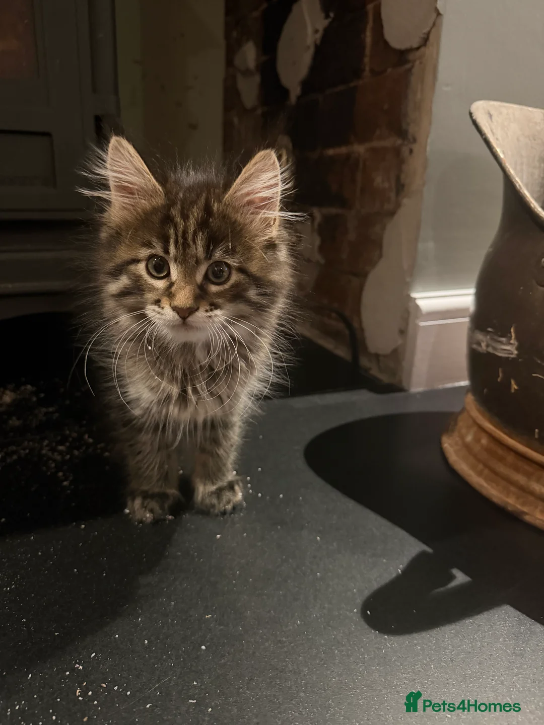 Maine Coon cats for sale: Maine coon kitten - Advert 7