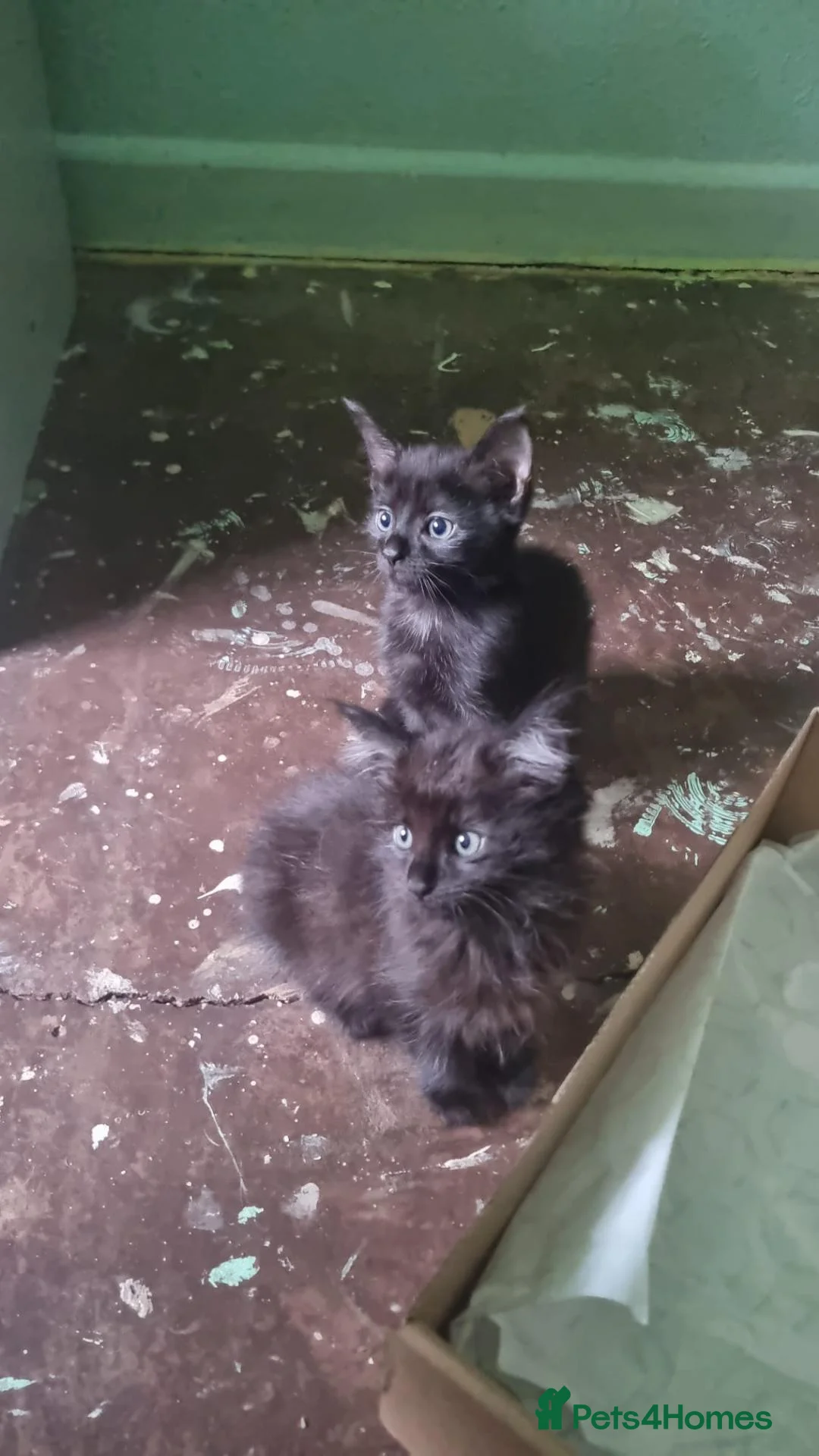 Bombay cats for sale:  Kittens for adoption any help would be great - Advert 2