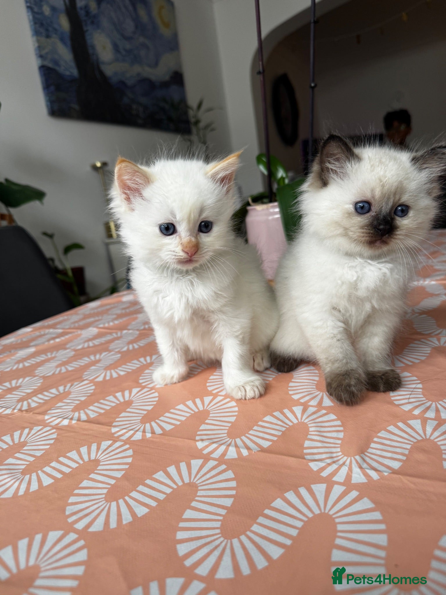 Ragdoll cats Beautiful Ragdoll Kittens Flame Point & tortie - Advert 16