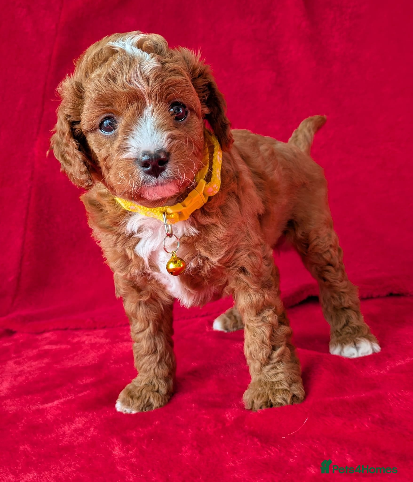 Cavapoo dogs Adorable Puppies, price open to negotiation - Advert 1