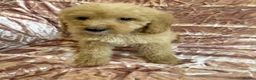 Goldendoodle dogs for sale: Beautiful doodles looking for forever homes - Advert 12