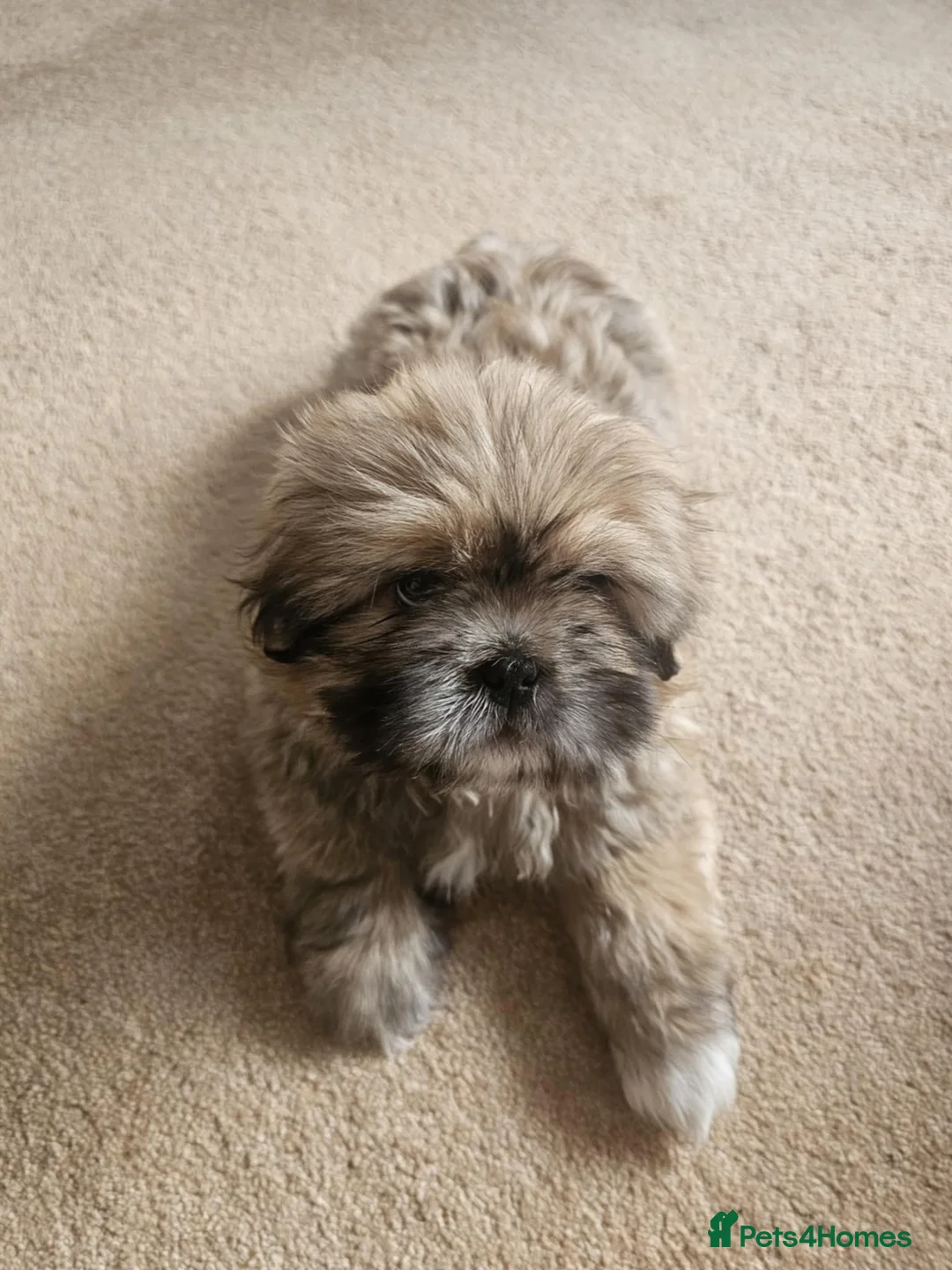 Shih Tzu dogs for sale: Shi tzu puppy  - Advert 5