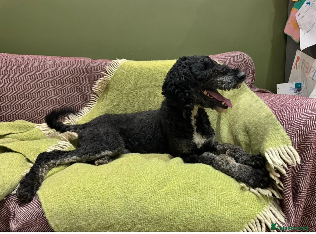 Bernedoodle dogs for sale: Bernedoodle F1B puppies - Advert 25