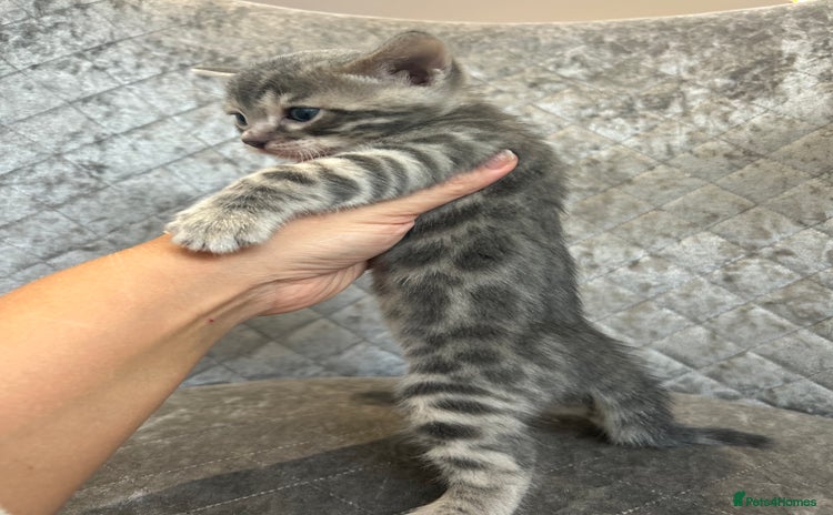 Bengal cats - Advert 1