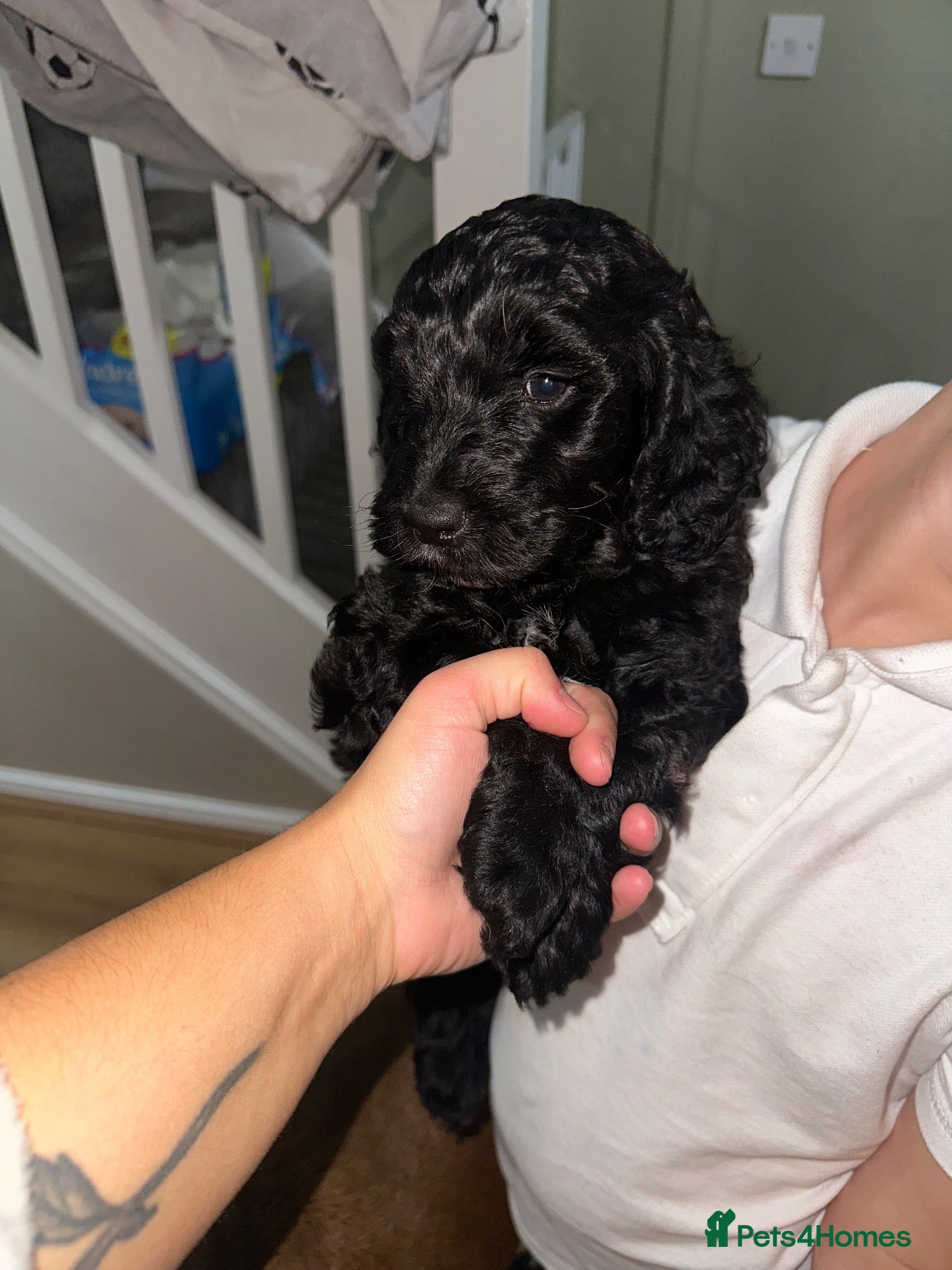 Cockapoo dogs Beautiful cockerpoo puppy - Advert 2