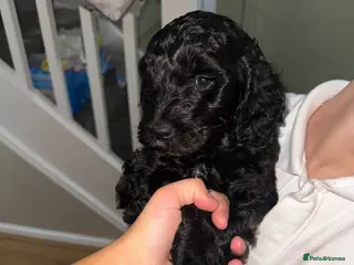 Cockapoo dogs Beautiful cockerpoo puppy - Advert 2
