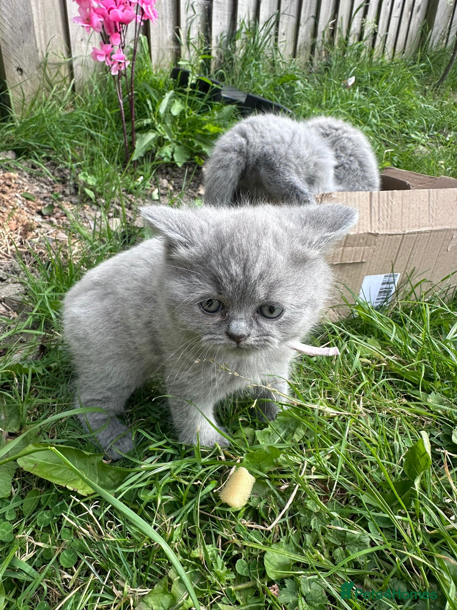 British Shorthair cats British short hair lilac - Advert 2