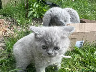 British Shorthair cats British short hair lilac - Advert 2