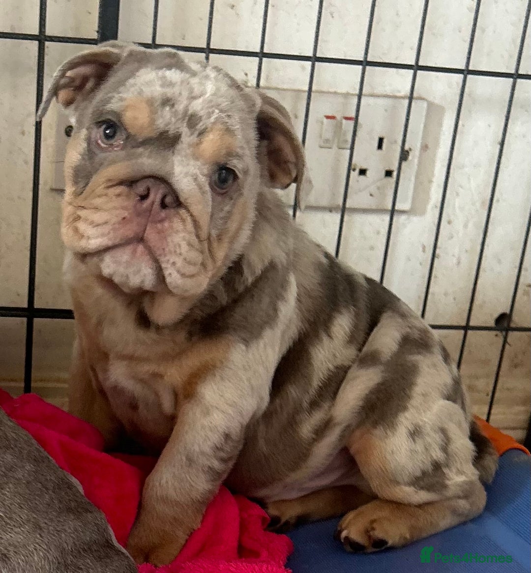 English Bulldog dogs for sale: English Bulldog Puppy 2 - English Bulldog puppies boys & girls - Image 5