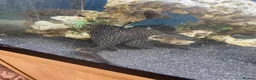 Plecos fish for sale: Pleco in Derby - Advert 5