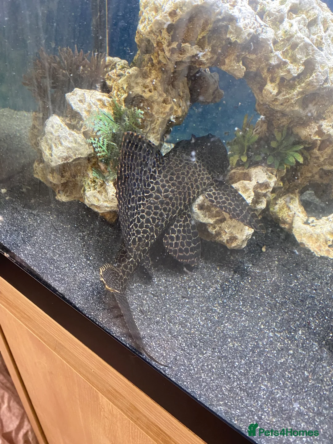 Plecos fish for sale: Pleco in Derby - Advert 5