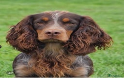 Cocker Spaniel dogs for sale: Working cocker spaniel pups  - Image 9
