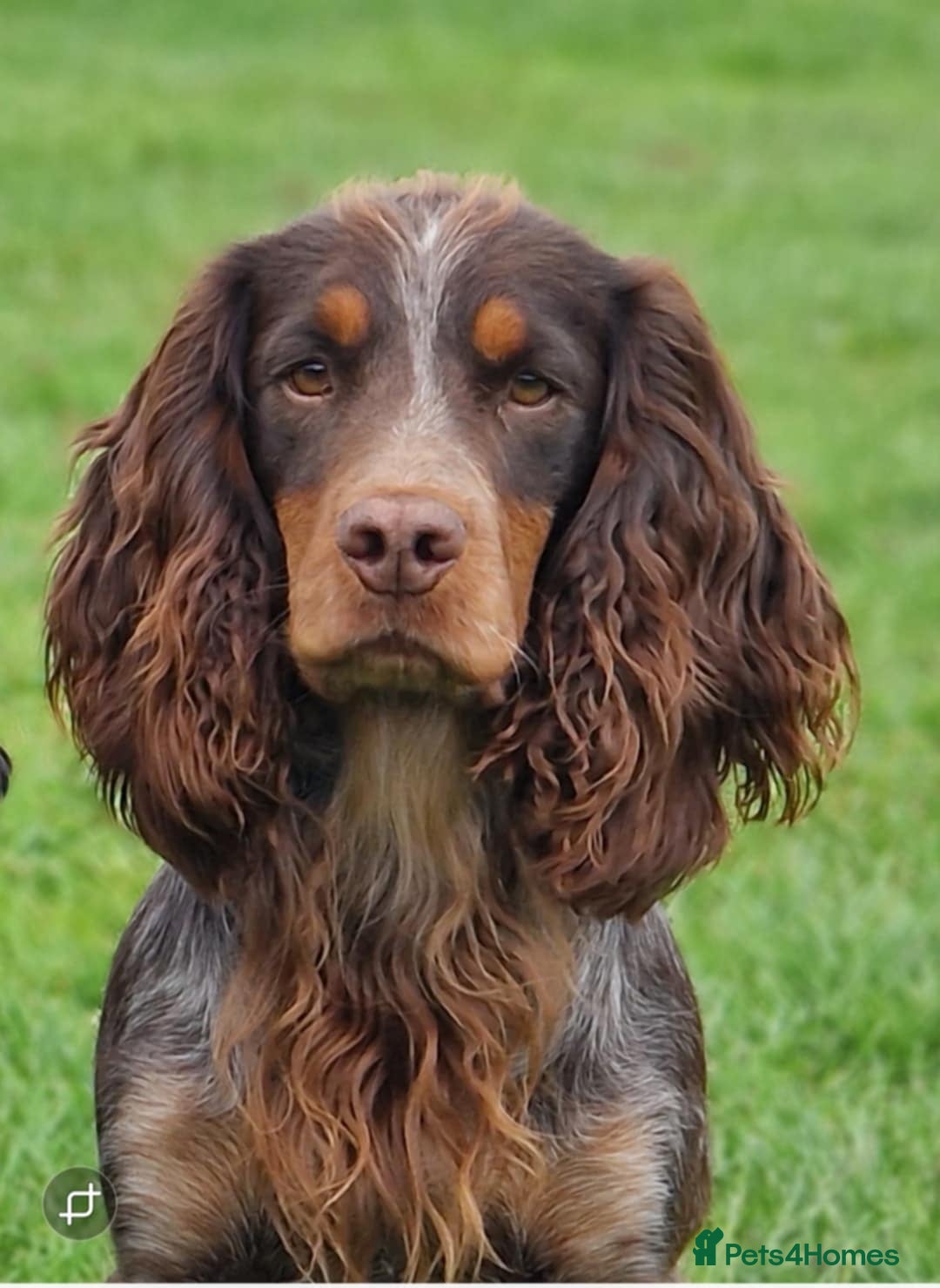 Cocker Spaniel dogs for sale: Working cocker spaniel pups  - Image 9