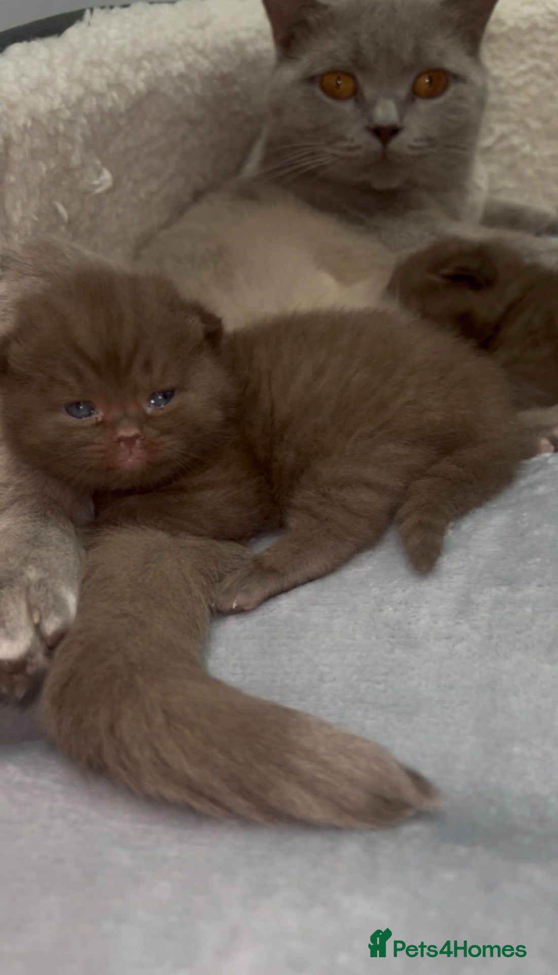 British Shorthair cats Active 🐾 Cinnamon BSH Kittens – 2 Girls & 1 Boy  - Advert 1