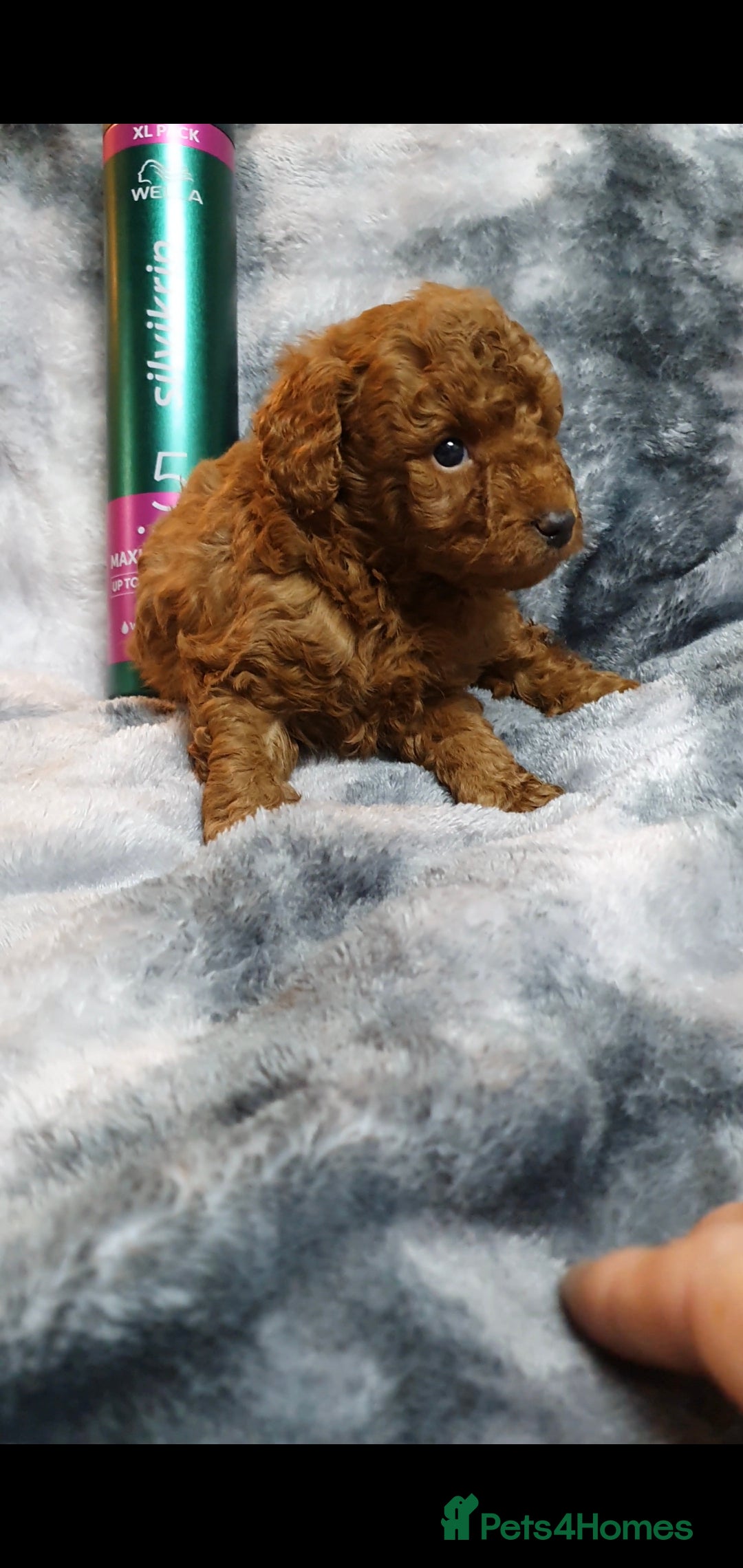 Toy Poodle dogs for sale: ASIAN CHAMPION lineage, KC registered Toy Poodles - Advert 3