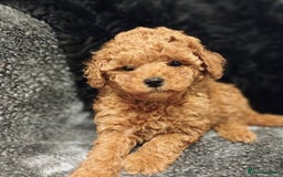 Toy Poodle dogs for sale: Purebred Toy Poodles Puppies Loving Homes! - Image 16