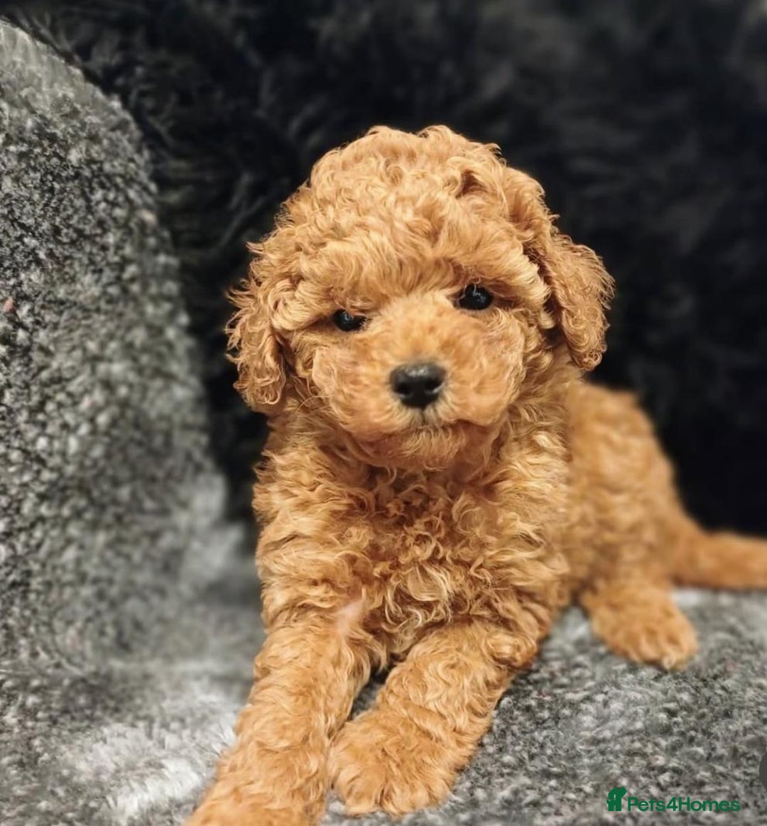 Toy Poodle dogs for sale: Purebred Toy Poodles Puppies Loving Homes! - Image 16