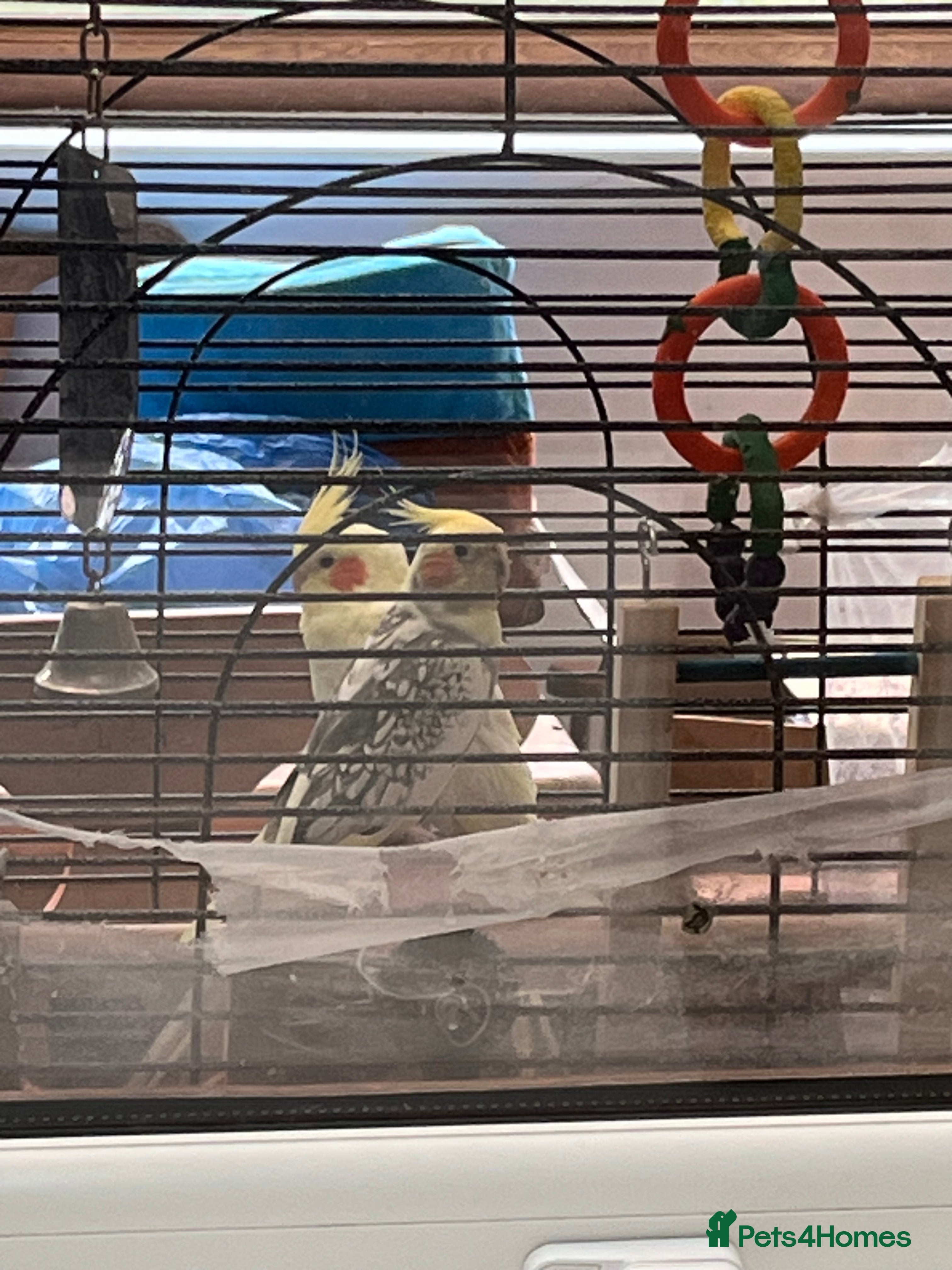 Cockatiels birds Pair of loving Latino rare cockatiels  - Advert 2