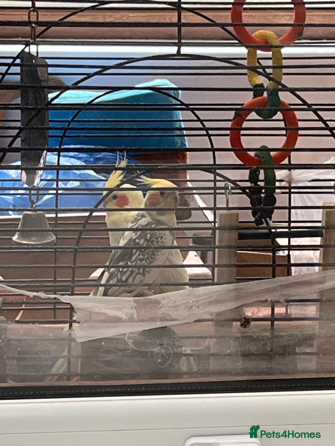 Cockatiels birds for sale: Pair of loving Latino rare cockatiels  - Advert 1