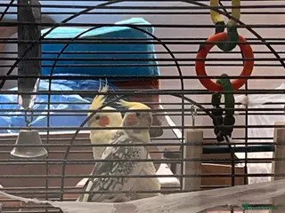 Cockatiels birds Pair of loving Latino rare cockatiels - Advert 3