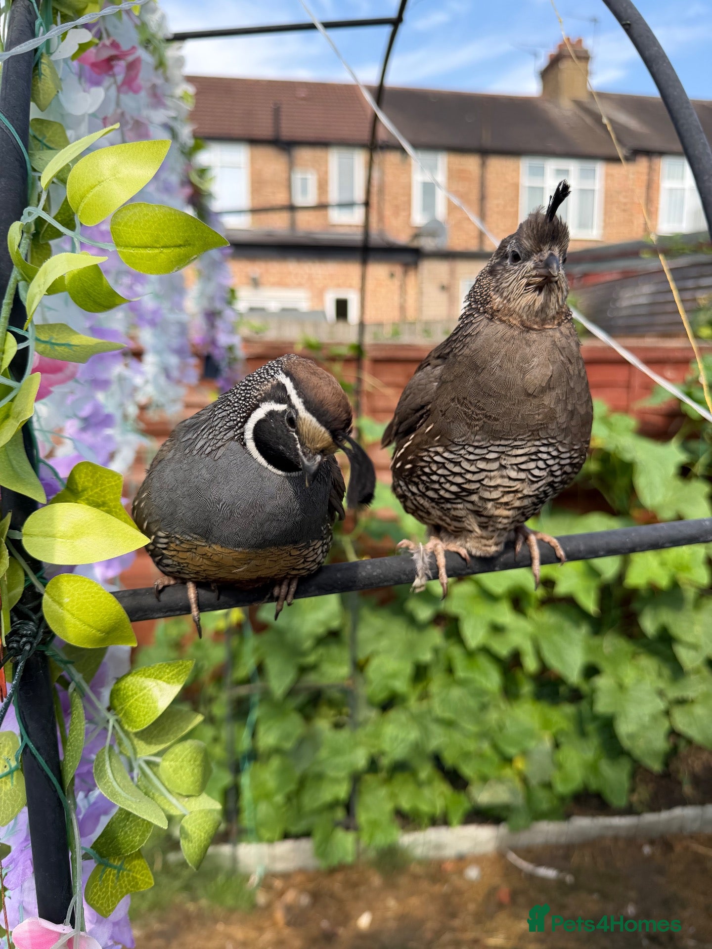 Quail poultry Californian quails for sale  - Advert 13