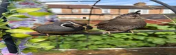 Quail poultry for sale: Californian quails for sale  - Advert 1