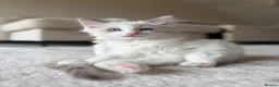 Ragdoll cats for sale: 🐾 Stunning Male Ragdoll Kitten Available 🐾 - Advert 6