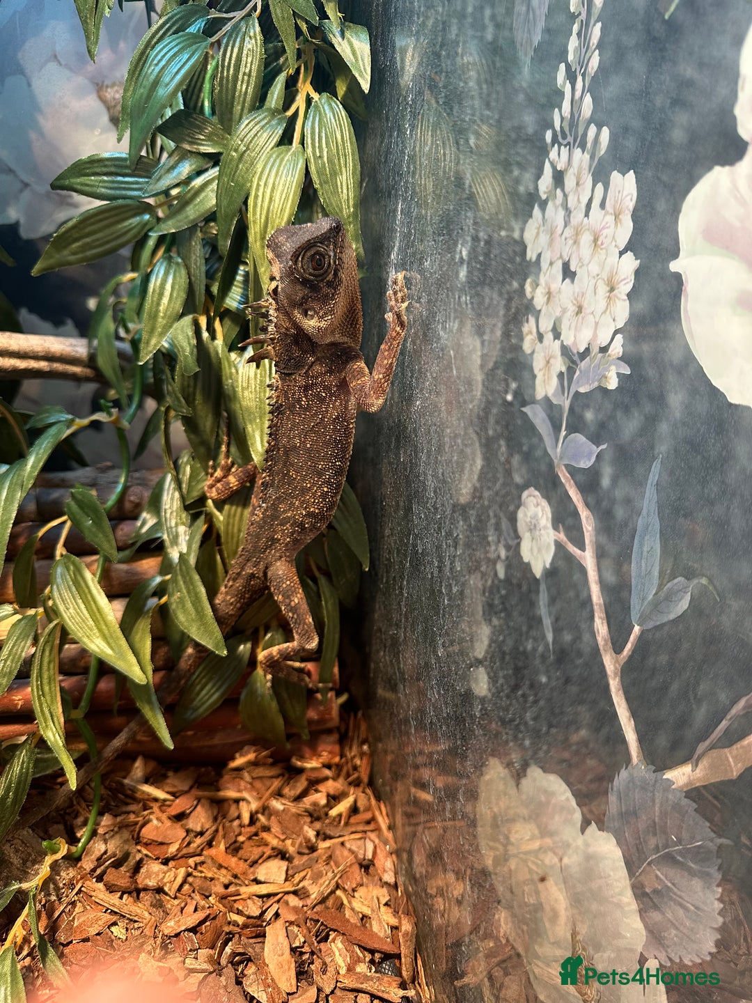 Chameleon reptiles for sale: Mountain horned dragon - Image 2