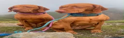 Hungarian Vizsla dogs for sale: Stunning Hungarian Vizsla puppies available  - Advert 4
