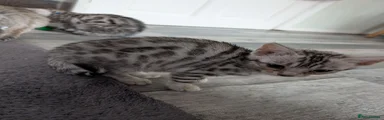 Bengal 5