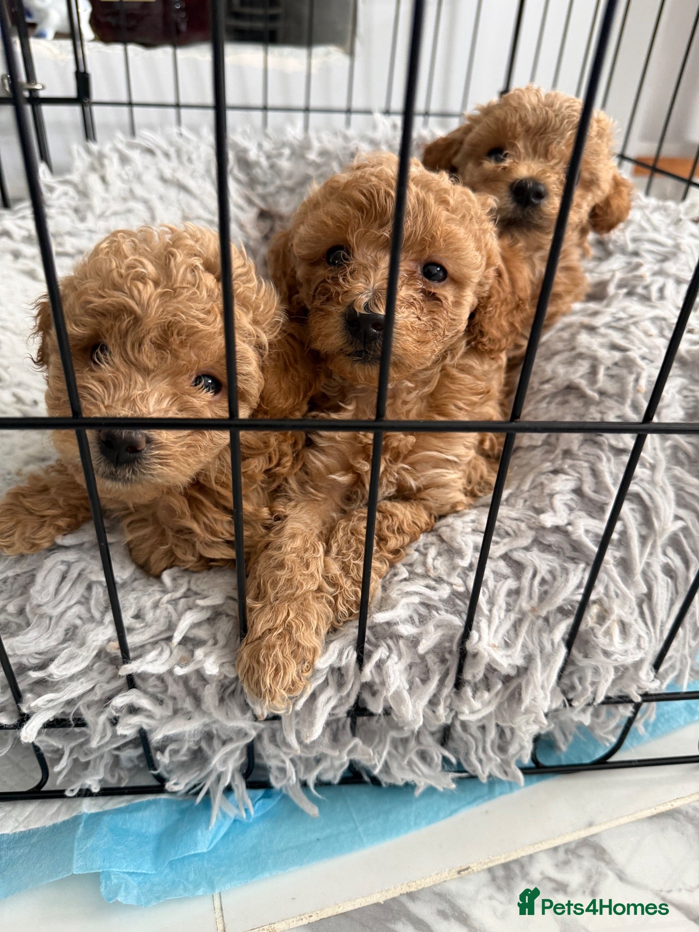 Toy Poodle dogs Gorgeous Ginger ToyPoodle Puppies –2 Boys & 1 Girl - Advert 2