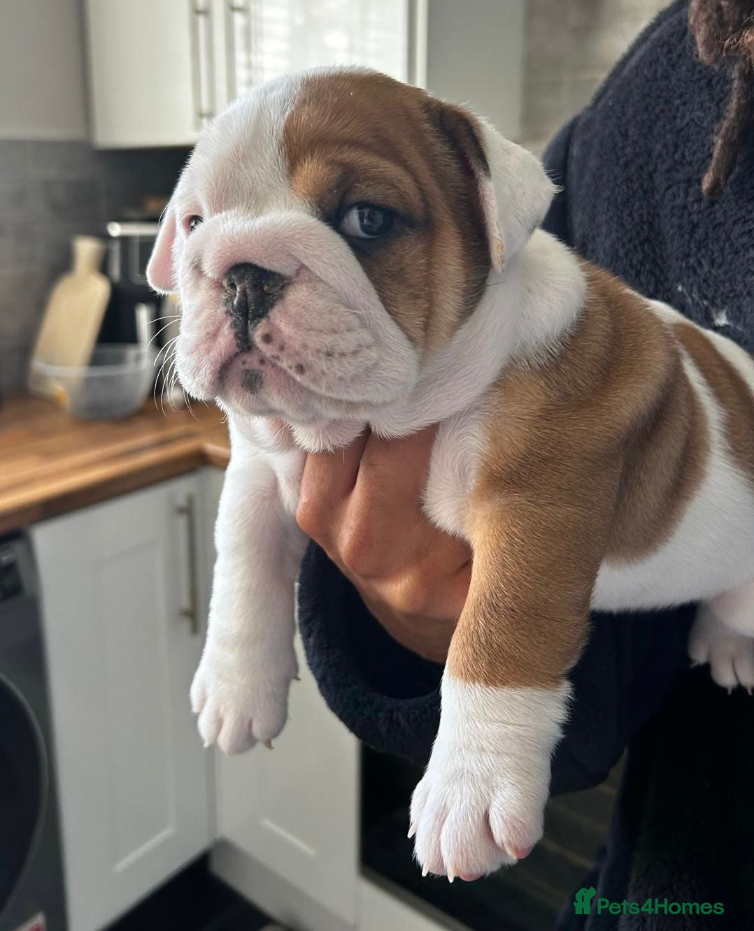 English Bulldog dogs Excellent Pedigree KC Reg British Bulldog Puppies  - Advert 1