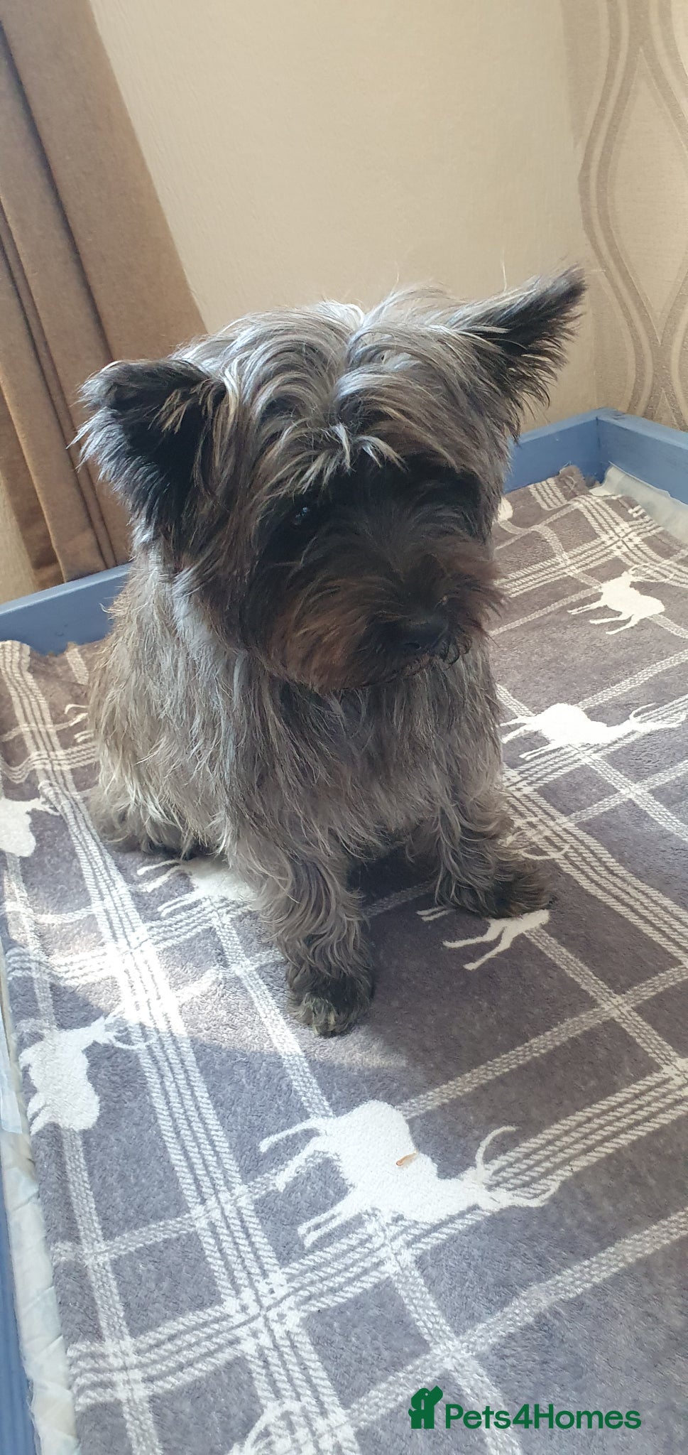 Cairn Terrier dogs Kc Registered Cairn Terrier puppies Available soon - Advert 3