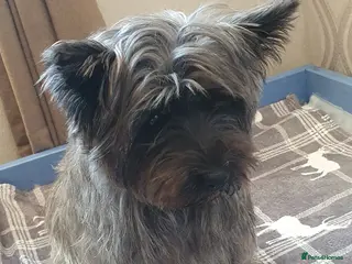 Cairn Terrier dogs Kc Registered Cairn Terrier puppies Available soon - Advert 1
