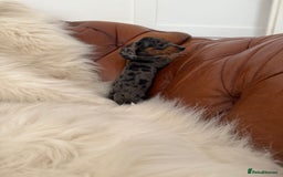 Miniature Dachshund dogs for sale: Stunning Silver & Chocolate Dapple Miniatures - Image 22