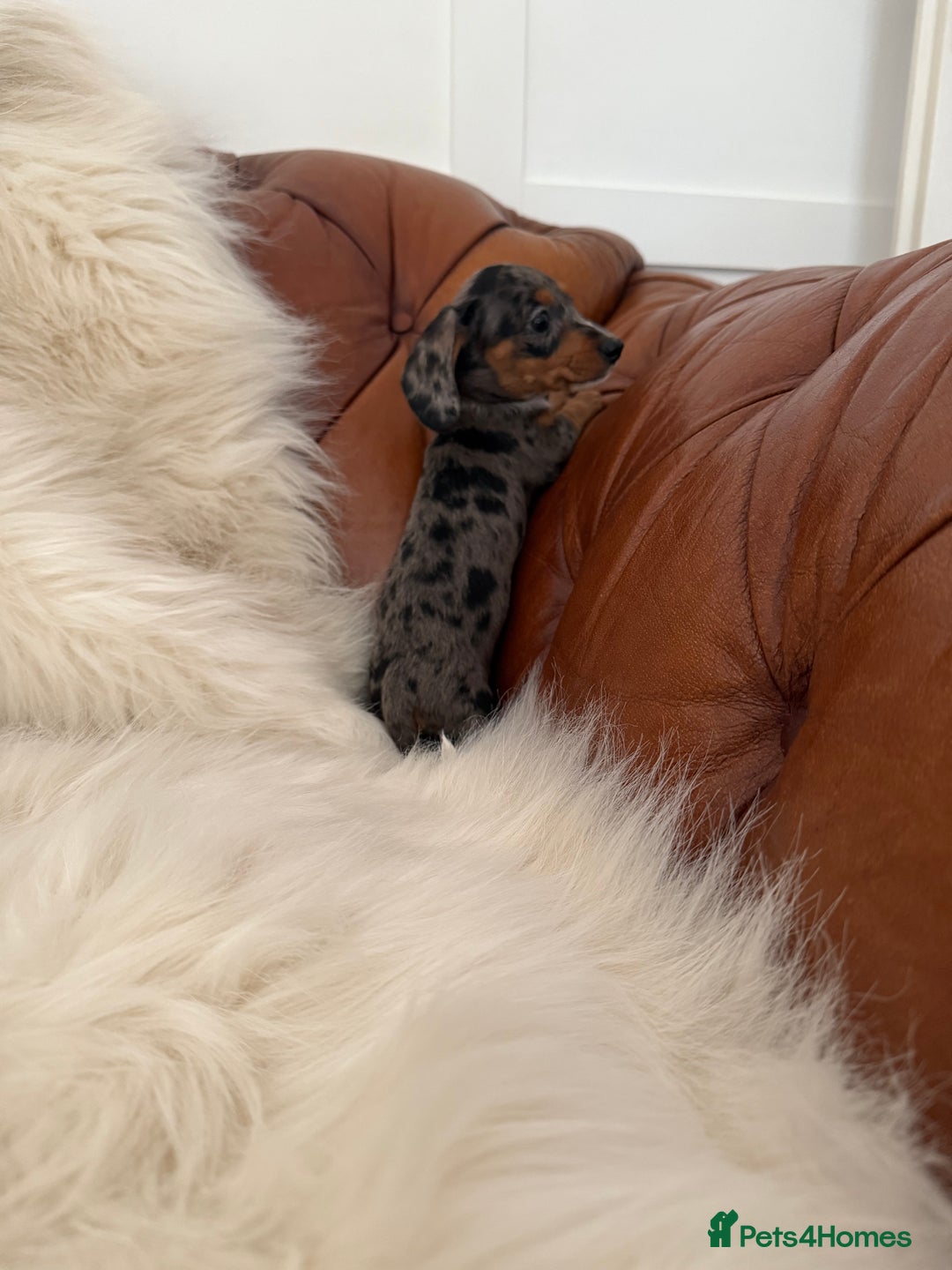 Miniature Dachshund dogs for sale: Stunning Silver & Chocolate Dapple Miniatures - Image 22