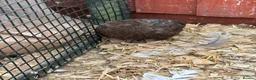 Quail poultry for sale: Male Corturnix Quail - Advert 3