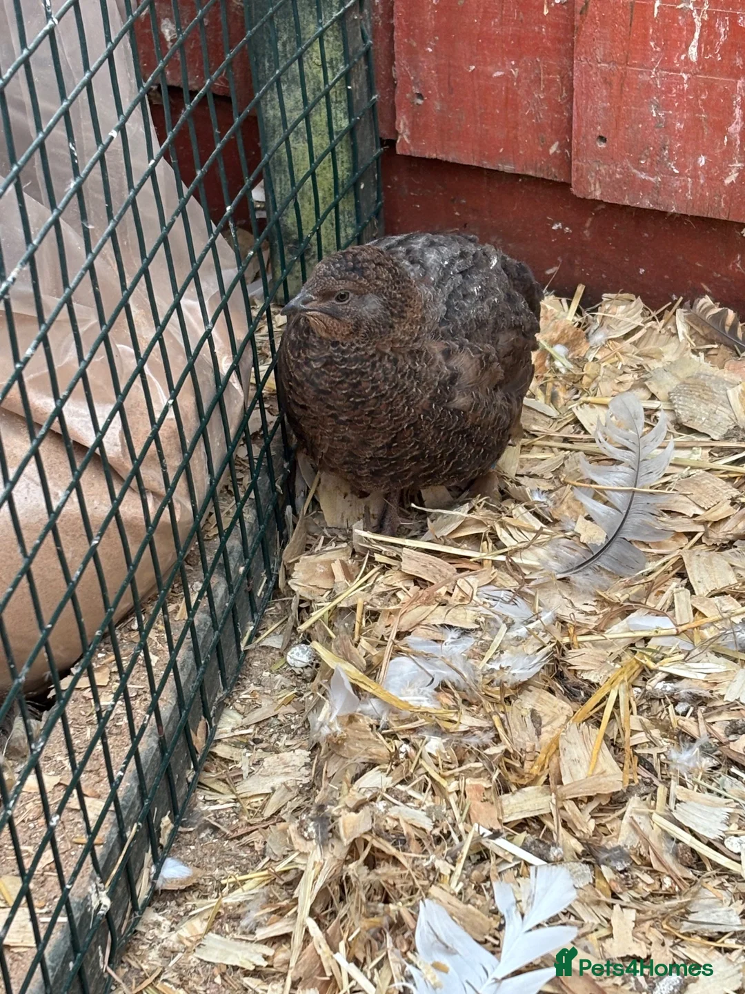 Quail poultry for sale: Male Corturnix Quail - Advert 3