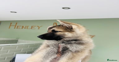 German Shepherd dogs - Advert 3