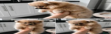 Pomeranian 3